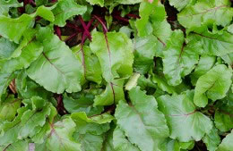 Beetroot greens nutritional information