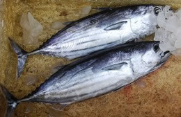 Bluefin tuna nutritional information