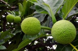 Breadfruit nutritional information