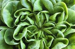 Butterhead lettuce nutritional information