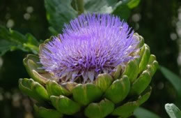 Cardoon (artichoke thistle) nutritional information