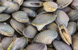 Clams in shell nutritional information