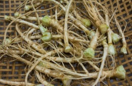 Coriander - cilantro - root nutritional information