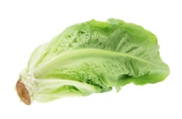 Cos lettuce nutritional information