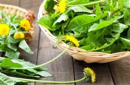 Dandelion leaves nutritional information