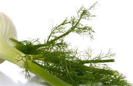 Fennel leaves nutritional information