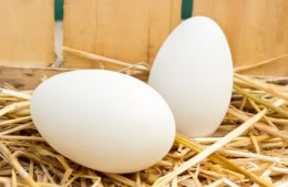 Goose eggs nutritional information