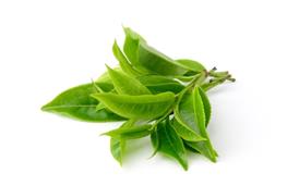 Green tea - large leaf - Quingmao nutritional information