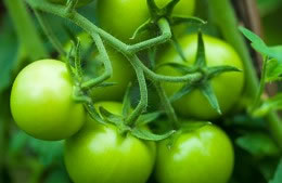 200g green tomatoes nutritional information