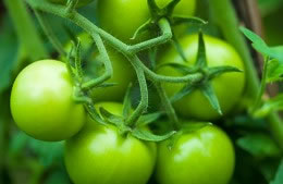 400g/4 large green tomatoes nutritional information