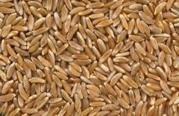Kamut wheat - khorasan nutritional information