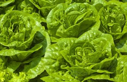 Lettuce - avg of several varieties, UK and imported nutritional information