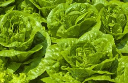 50g lettuce of your choice, torn into smaller pieces nutritional information