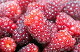 50g loganberries nutritional information