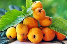 Loquats nutritional information