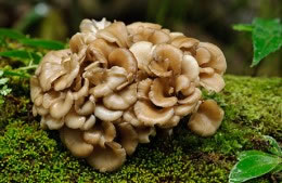 160g/4 fist sized maitake  mushrooms, halved nutritional information