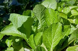 Mustard greens nutritional information