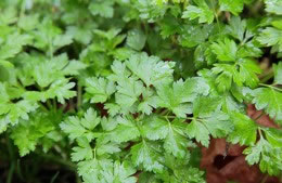 25g pack of parsley chopped nutritional information