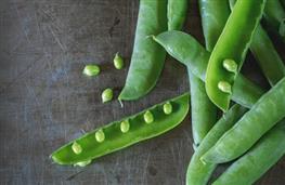 Pea protein nutritional information