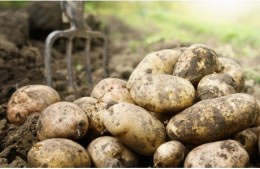 2 medium potatoes, washed and cut into small chuncks nutritional information