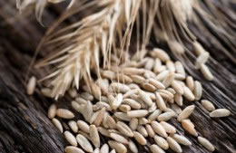Rye grain nutritional information