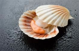 132g/12 large scallops nutritional information