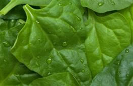 Spinach New Zealand nutritional information