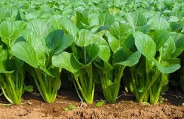Spinach mustard nutritional information