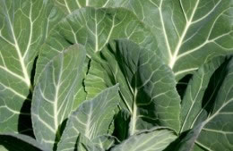 300g/1 head of spring greens, sliced thickly nutritional information