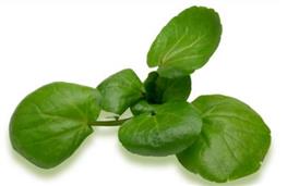 5g/handful baby watercress leaves nutritional information