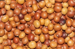 Winged bean seeds nutritional information