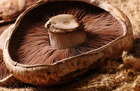 UV Portobello mushrooms nutritional information