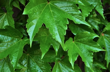Vine/grape leaves - fresh nutritional information