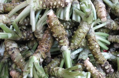 Wasabi root nutritional information