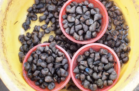 Winkles - cooked nutritional information