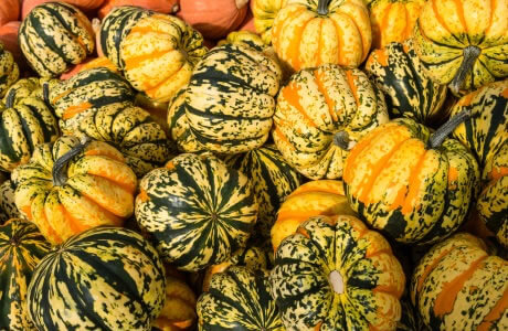 Winter squash nutritional information