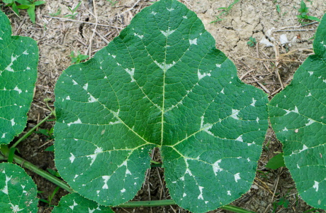 Pumpkin leaves nutritional information