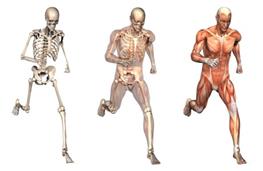 Essential amino acids nutritional information