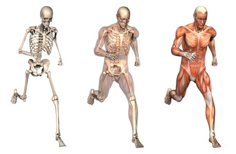 Essential amino acids nutritional information