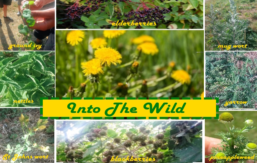 Into The Wild blog image