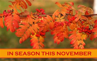 In Season This November blog